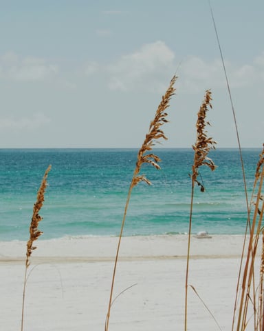 Sea oats and turquoise Gulf water on a white sand beach in Orange Beach, Alabama