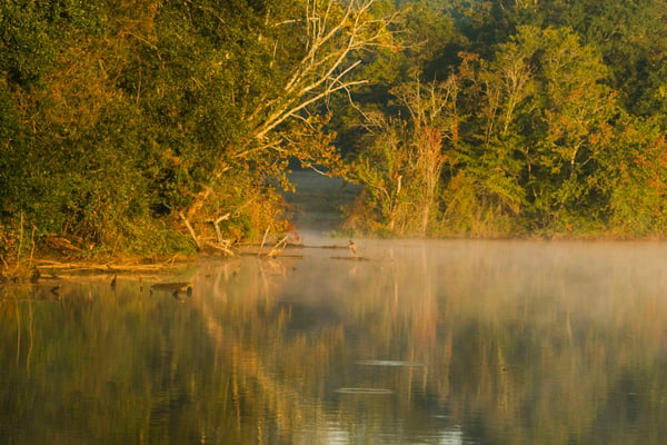 Misty golden-hour morning light over Flint Creek, Alabama, trees reflected in still water