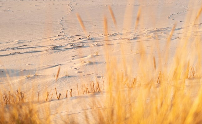 Golden sea grass and white sand dunes, Gulf Coast